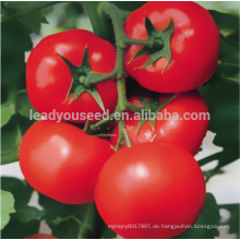 JT08 Juba TYLCV Resistenz Rote Tomatensamenpreise für grünes Haus